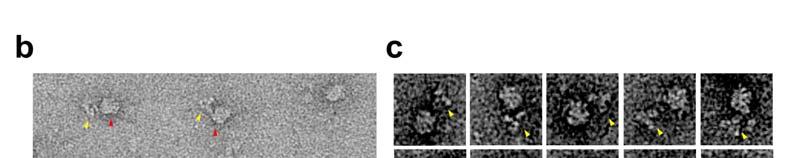 (b) A micrograph showing RNAPII particles with their CTDs labeled with an antibody targeting a calmodulin-binding peptide (CBP)-tag at the