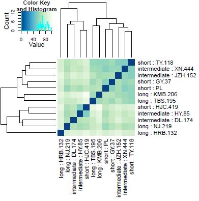Figure 10. Euclidean heatmap (left) and PCA plot (right) of overall gene expression patterns among individuals in region II grouped according to period length (short, intermediate, long).