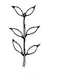 Leaf Arrangements Alternate one leaf at each node Opposite two leaves at each node, on opposite sides of the stem Whorled more than two leaves at a node spaced around the stem Leaf Margins Smooth no