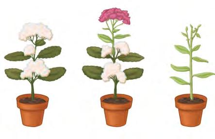 (long-day plants) or minimum (short-day plants) number of hours of darkness required for flowering.