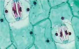 Palisade mesophyll Bundlesheath cell Xylem Cuticle Spongy mesophyll Lower epidermis 100 µm Phloem Vein (a) Cutaway drawing of leaf tissues Guard cells Vein Air spaces (c) Cross section of a lilac