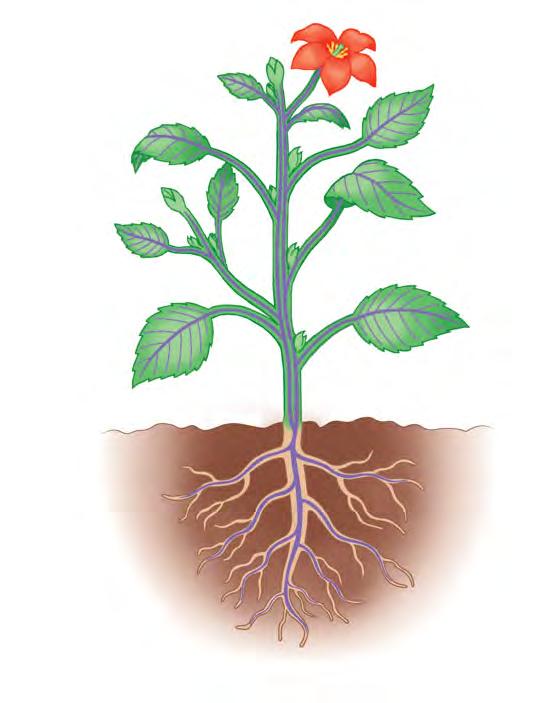 The Three Basic Plant Organs: Roots, Stems, and Leaves The basic morphology of vascular plants reflects their evolutionary history as terrestrial organisms that inhabit and draw resources from two