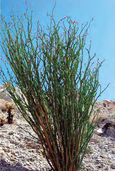 Figure 36.16 Some xerophytic adaptations. Ocotillo (Fouquieria splendens) is common in the southwestern region of the United States and northern Mexico.