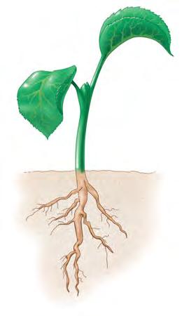 Soil Bacteria and Plant Nutrition Some soil bacteria engage in mutually beneficial chemical exchanges with plant roots.