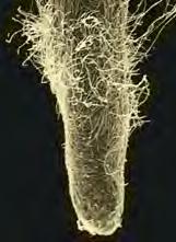 Mycorrhizae and Plant Evolution EVOLUTION Mycorrhizae are not oddities; they are formed by most plant species.