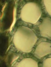 New fossil evidence has pushed the date for the appearance of mycorrhizae back to 460 million years ago, predating vascular plants.