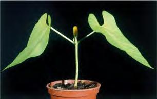 If cytokinin levels increase, shoot buds develop from the callus. If auxin levels increase, roots form.