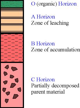 Soil consists of four major zones (horizons) (Figure). 1. O horizon - Organic Layer 2.