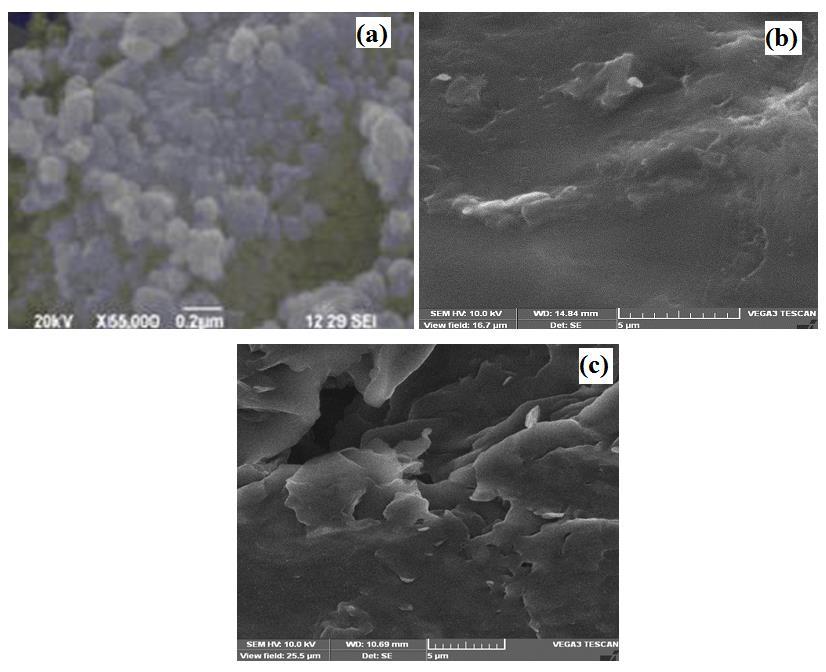 Scanning Electron Microscopy (SEM) The morphology of calcinated titania powders at 450 ºC observed by SEM is shown in Figure 3(a).