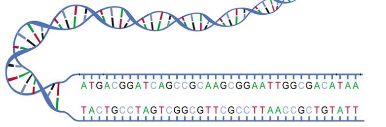 Sequence Both Strands of DNA Sequence 1