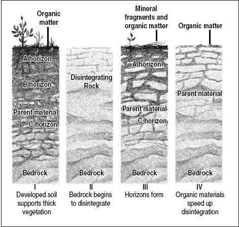 21. The correct order in the development of the soil stages from youngest to most mature in the diagram below is A. I, II, IV, III B. III, I, II, IV C. II, IV, III, I D. III, II, IV, I 22.