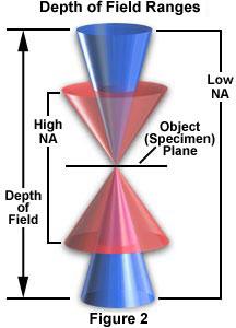 Depth of Field The depth of field of a standard microscope objective lens is given by Inou e and Spring as: where n is the refractive index of the fluid between the microfluidic device and the