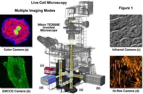Considerations of Microscopy in μpiv (1) http://www.microscopyu.