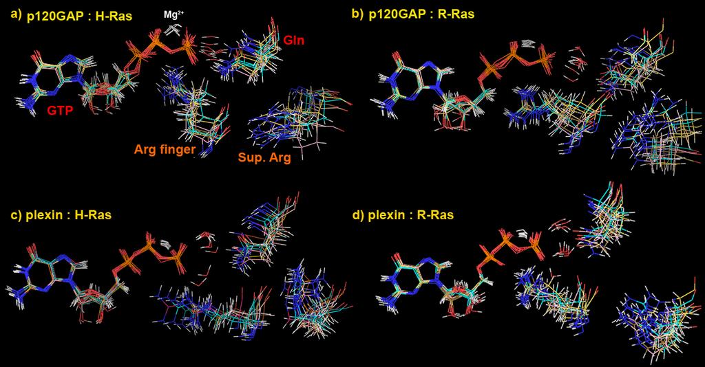 Figure S7. Structures of the GAP active sites of four complexes during the simulations. a) p120gap : H-Ras, b) p120gap : R-Ras c) plexin-b1 : H-Ras and d) plexin-b1 : R-Ras.