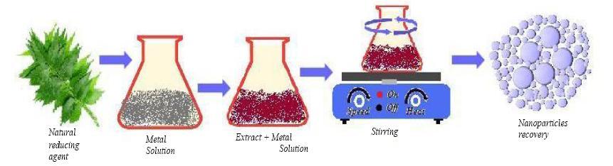 A. Preparation of plant leaf extracts II.