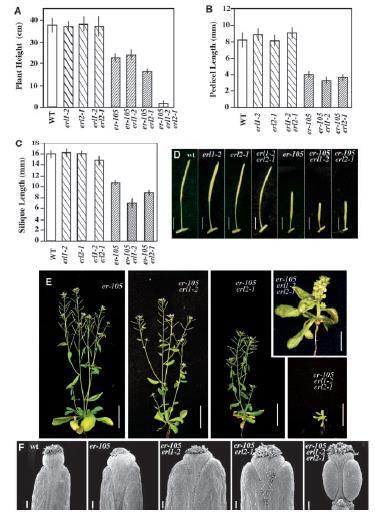 Results - ERL1, ERL2 act in an overlapping but distinct part of the ERECTA signaling pathway in regulating inflorescence architecture
