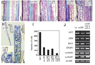 flower development, and reduced cell numbers in petals and pedicels - Similar transgenic