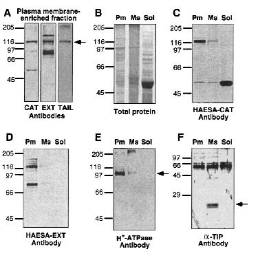 Results 120kD * Antibody ; binds at different site - CAT (catalytic domain) - EXT (extracellular domain) - TAIL (catalytic-tail; carboxy-terminal 36 a.
