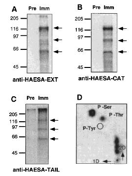 Results 120kD 85kD 65kD Autophosphorylated protein phosphoproteins HAESA protein size: 109kD 120kD autophosphorylation (Horn and Walker 1994) Figure 3.