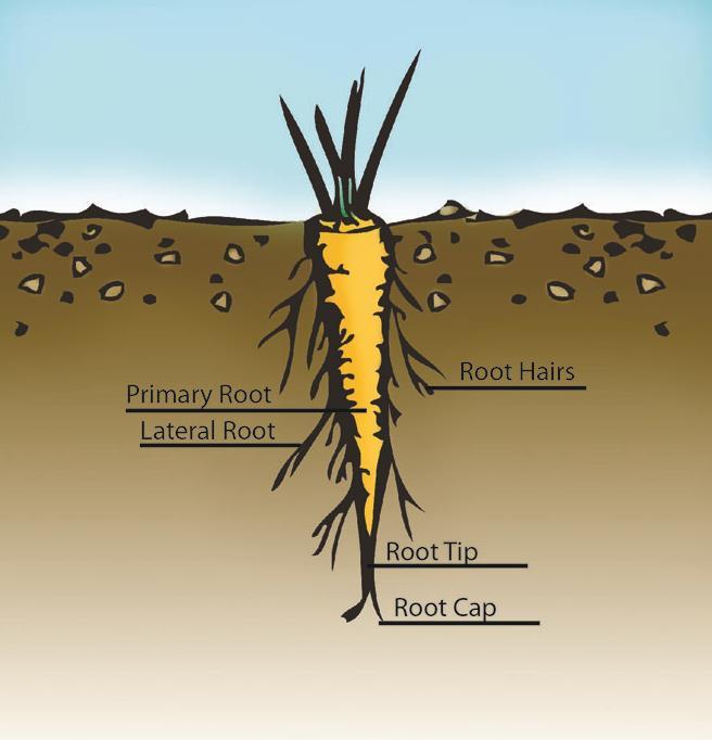 Taproot System Has one prominent root