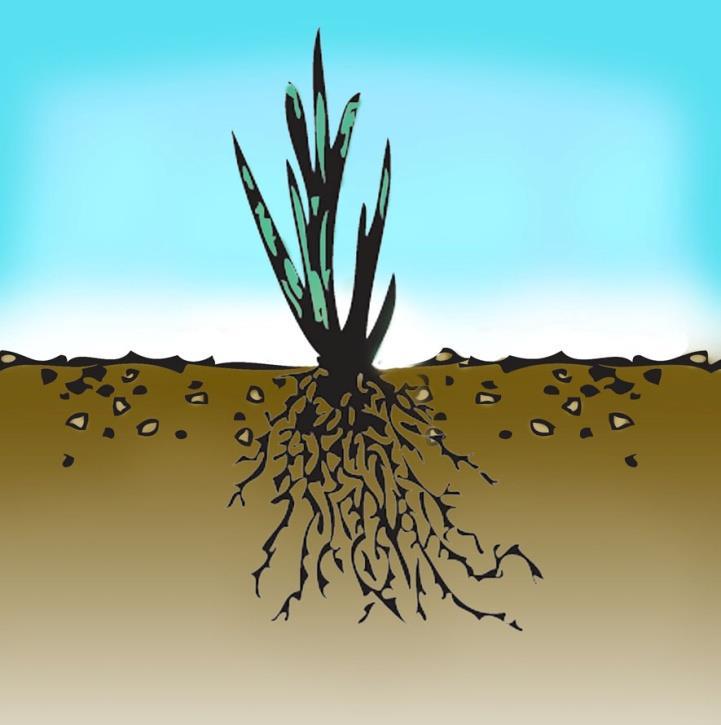 Fibrous Root System Found in most monocots Consists of an extensive mass of