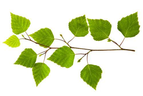 Leaf Parts Include: midrib o main, central vein of a leaf petiole o leaf
