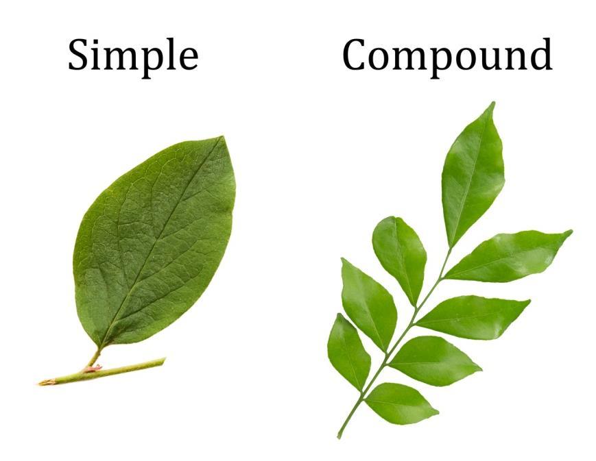 Leaf Types Include: simple o not divided into separate