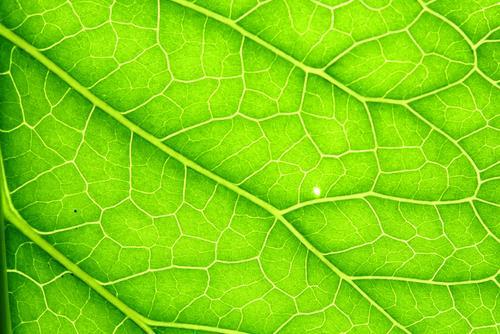 Leaf Vein Patterns Include: parallel o several large veins run alongside each other from the base of the blade to the