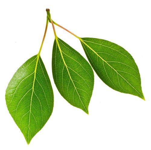 Leaf Arrangements Include: alternate o one leaf produced at each node