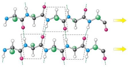 MAJOR SECONDARY STRUCTURE TYPES ALPHA HELIX & BETA SHEET In parallel β- sheets Adjacent β- strands run in same direction Hydrogen bonds (dashed lines)