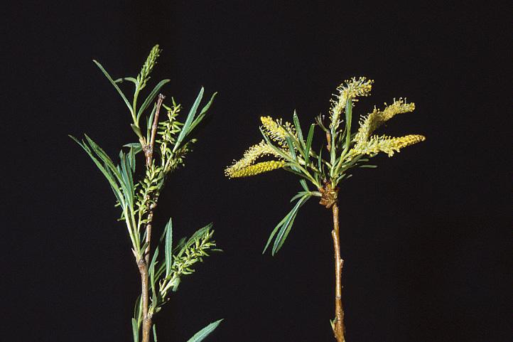 Salix spp. Dioecious s.