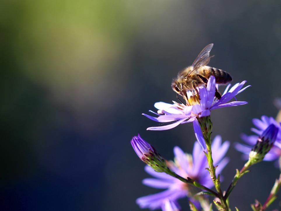 Barcode UK: saving plants and pollinators using DNA barcoding Natasha de Vere National Botanic Garden of Wales