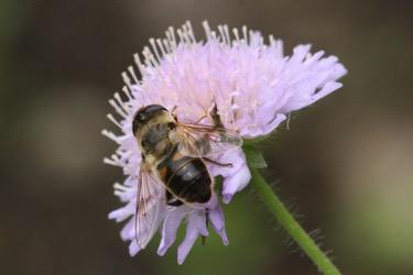 Saving Pollinators Insect pollina9on is a key regula9ng