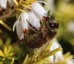 Pollinator Conserva9on Inves9gate