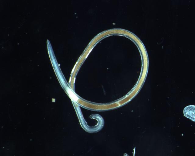 Nematoda (roundworms) Epiphytic/ Varies by