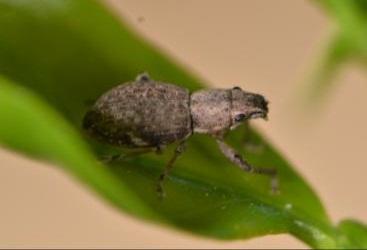 beetle adult bioassay Plants