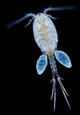 species sorting and mass effects 34 connected lakes in Belgium 3,600 zooplankton per hour