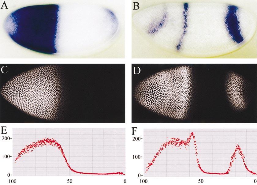 Thoracic Patterning by hunchback 81 FIG. 2. A comparison of hb RNA (A, B) and protein (C, D) expression profiles in early (A, C, E) and midcycle-14 embryos (B, D, F).