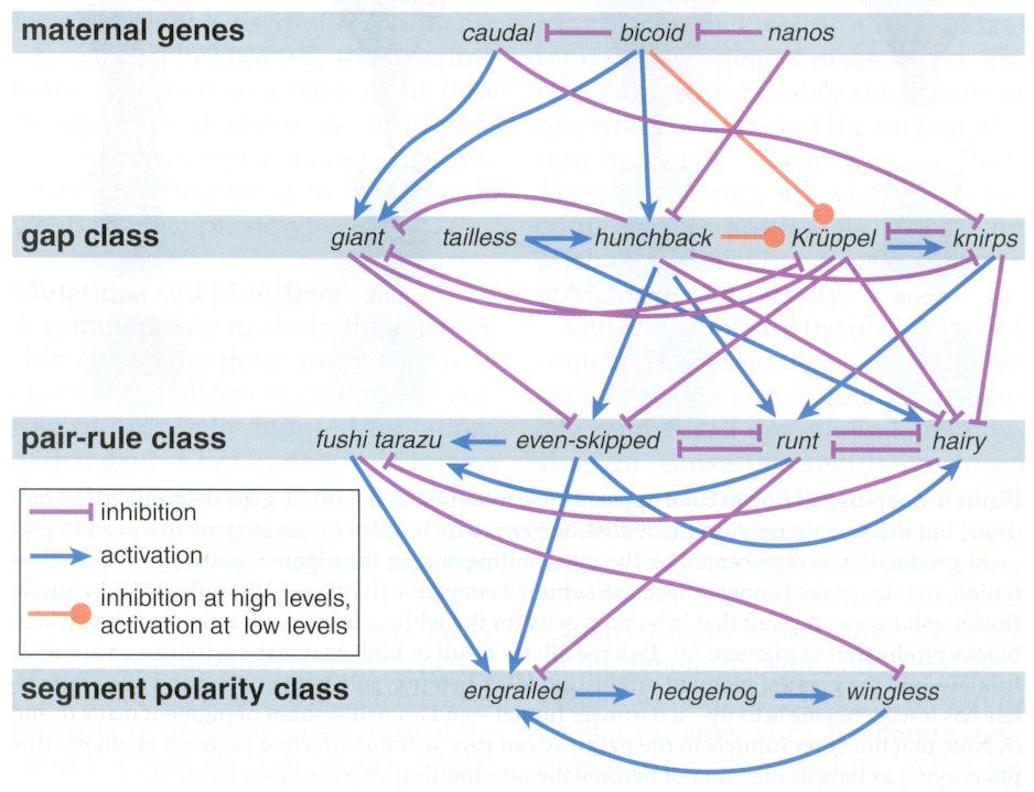 Figure 1. This figure (from Nijhout 5 ) shows a network of some of the maternal, gap, pair-rule, and segment polarity class genes.