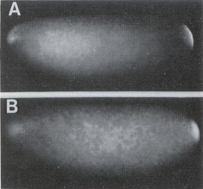 region by repressing hunchback and bicoid. Figure 3 shows the expression of nanos in a Drosophila larva. Figure 3. This figure (from Wang and Lehmann 13 ) shows the maternally expressed nanos mrna in Drosophila, which is highly localized to the posterior region.