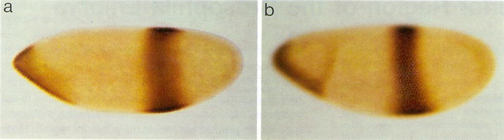 2.7. Knirps Knirps expression is activated by bicoid in the anterior end of the Drosophila larva. 24 wild-type Drosophila is shown in Figure 7. Knirps expression in Figure 7.