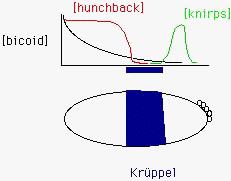 Krüppel Very simply: Bicoid activates