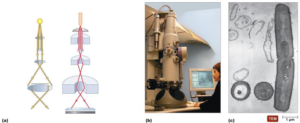 Figure 4.11 A transmission electron microscope (TEM). needs vacuum Light microscope (upside down) Column of transmission electron microscope Live?