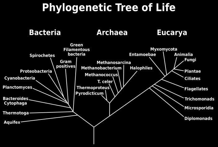 is to reflect phylogenetic hierarchy not just morphology