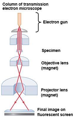 Light vs Electron