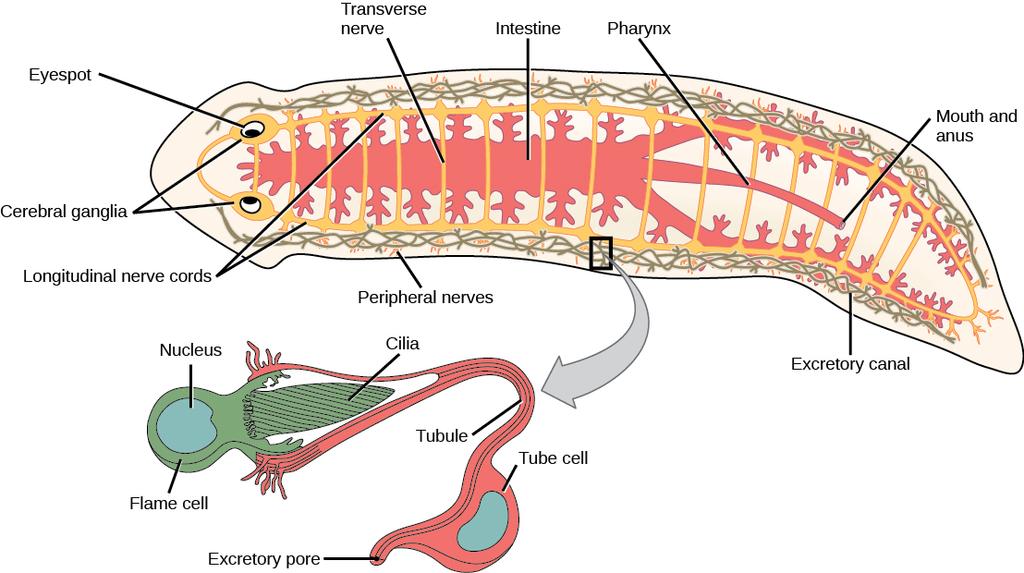 OpenStax-CNX module: m63244 3 Figure 1: The planarian is a atworm that has a gastrovascular cavity with one opening that serves as both mouth and anus.