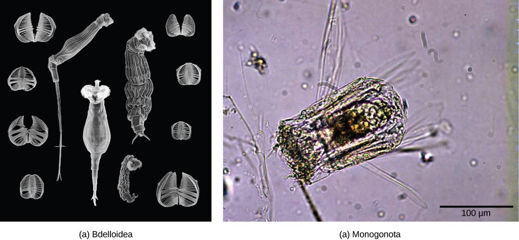 OpenStax-CNX module: m63244 7 Figure 4: Shown are examples from two of the three classes of rotifer.