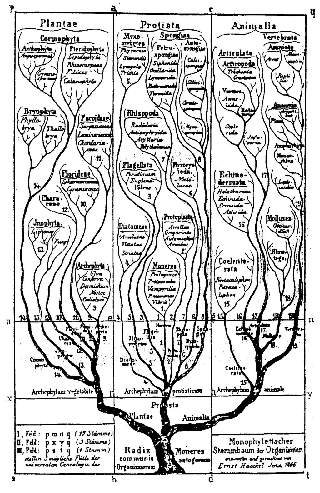 66 Bioinformatics I, WS 09-10, D. Huson, December 1, 2009 5 Phylogeny Evolutionary tree of organisms, Ernst Haeckel, 1866 5.1 References J. Felsenstein, Inferring Phylogenies, Sinauer, 2004. C.