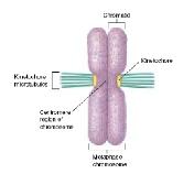 Microtubules tug on the kinetochore, moving the chromosomes back and forth, toward one pole, then the other.