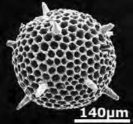 Here are some radiolaria skeletons from the Jurassic that show the
